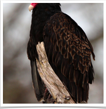 Turkey Vulture - Perched Close